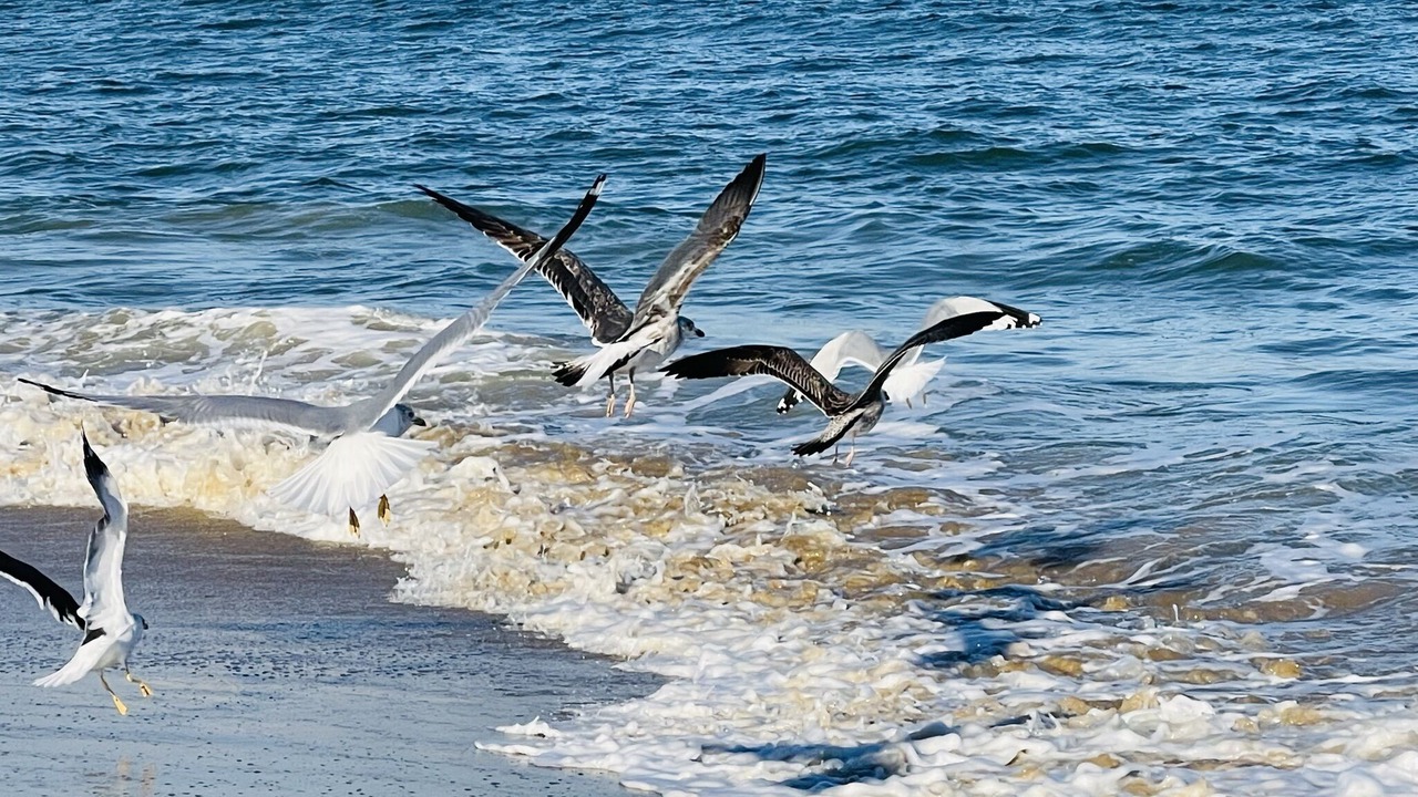 Photo of Others in Northeast Virginia Beach